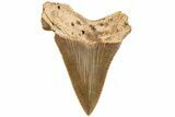 2.4" Serrated Angustidens Tooth - Megalodon Ancestor - #202395-1
